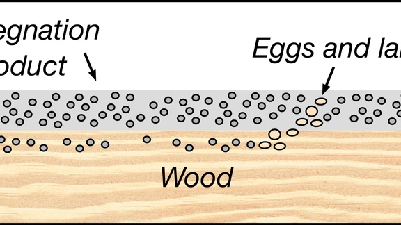 Illustration shows eggs and larvae in contact with the insecticide. They will not develop as the wood is now protected against insect attacks.