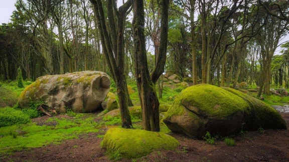 nature