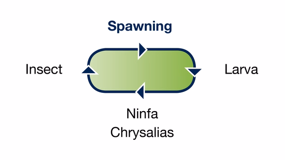 Illustration shows the reproductive cycle of wood-eating insects
