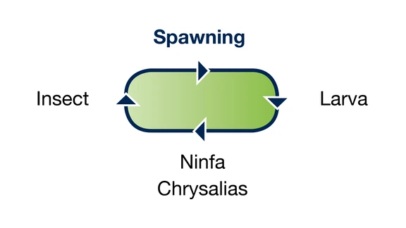 Illustration shows the reproductive cycle of wood-eating insects
