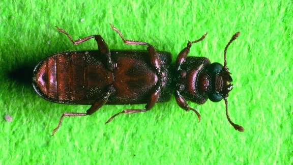 Lyctus