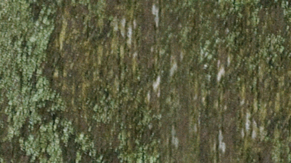 Mould/algae on wood