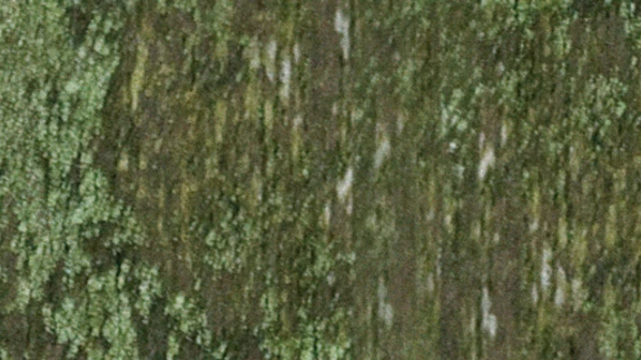 Mould/algae on wood