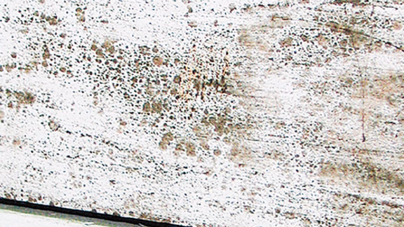 mould attack