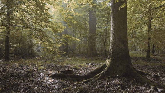 Forest with a large tree in the foreground