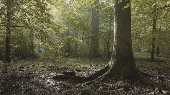 Forest with a large tree in the foreground