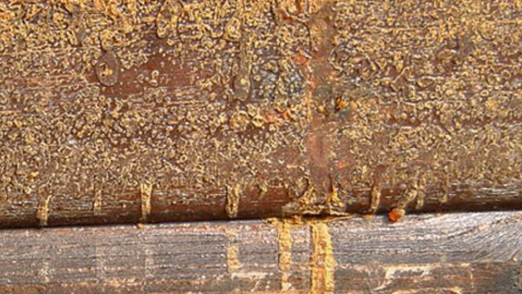 Resin flowing from wood.