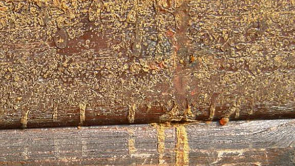 Resin flowing from wood.