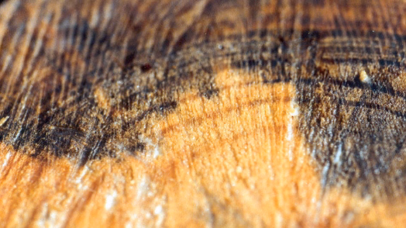 Severely attacked wood