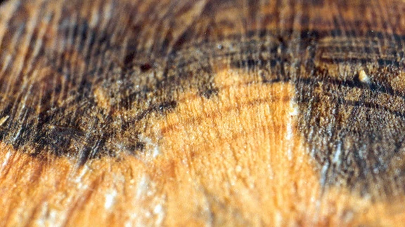 Severely attacked wood