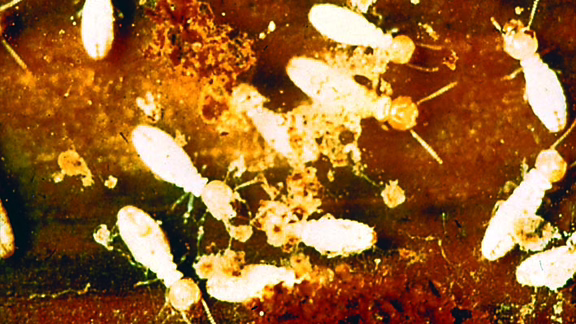 Termites