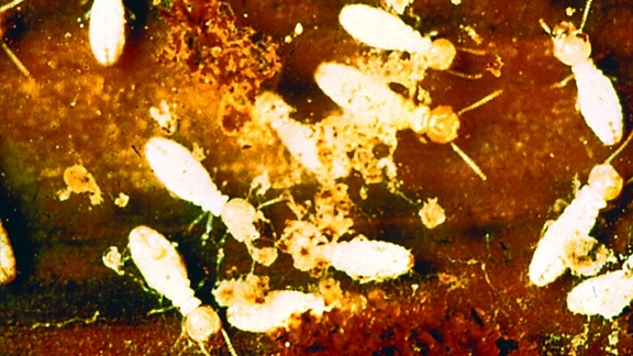 Termites