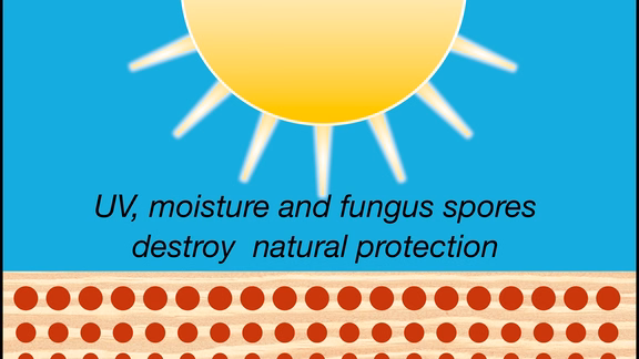 UV, moisture and fungus spores destroy natural protection