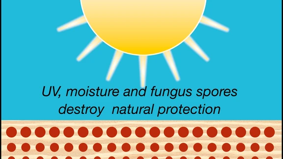 UV, moisture and fungus spores destroy natural protection