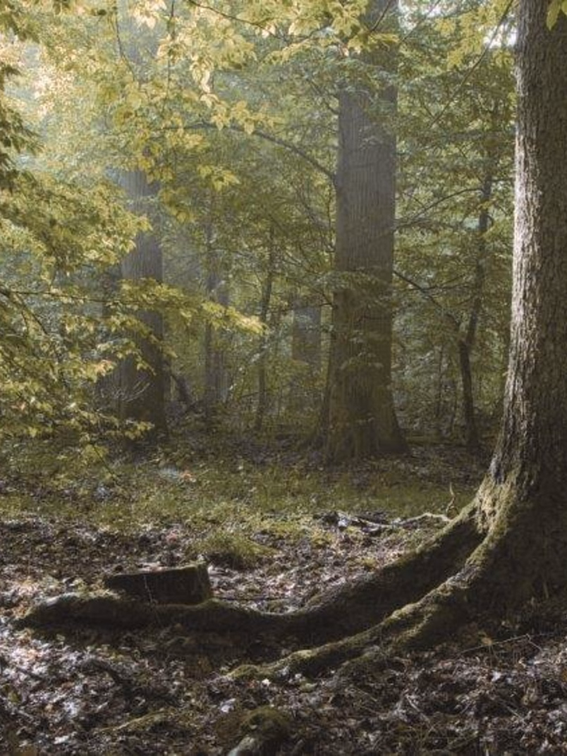 nature