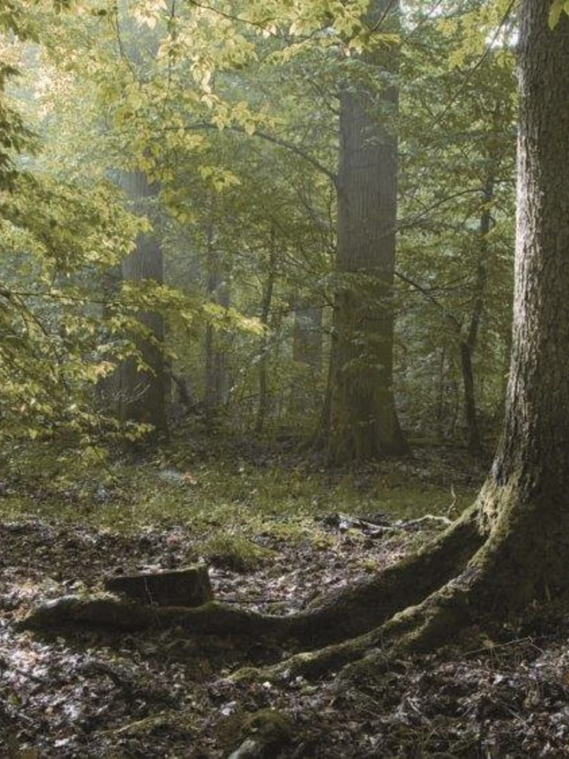 nature