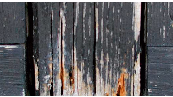example of decayed wood