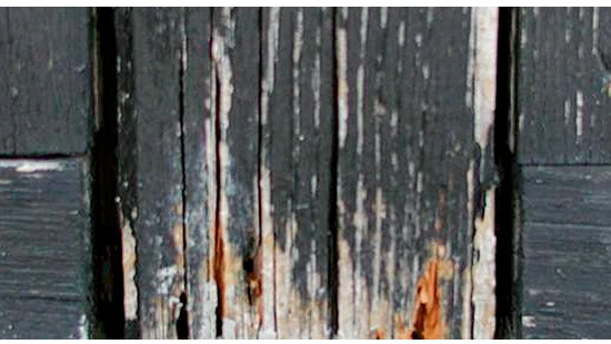 example of decayed wood